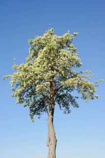 Flowering pear tree (Pyrus communis) in spring, North Rhine-Westphalia, Germany