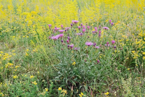 Meadow knapweed (Centaurea jacea), flowering, North Rhine-Westphalia, Germany
