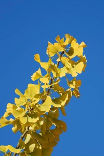 Ginkgo or ginkgo (ginkgo biloba), leaves on a branch in autumn, North Rhine-Westphalia, Germany