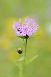 Meadow knapweed or common knapweed (Centaurea jacea), flower, North Rhine-Westphalia, Germany