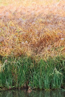 Reed (Phragmites australis, Phragmites communis) in autumn, North Rhine-Westphalia, Germany