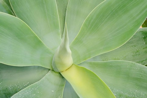 Canary Islands dragon tree agave or gooseneck agave (Agave attenuata), leaves, Fuerteventura,