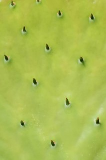 Opuntia (Opuntia robusta), leaf with thorns, detail, occurrence in Mexico