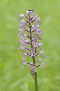 Helm's orchid (Orchis militaris), inflorescence, Kaiserstuhl, Baden-Württemberg, Germany