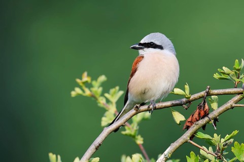 Red-backed shrike (Lanius collurio), male, North Rhine-Westphalia, Germany