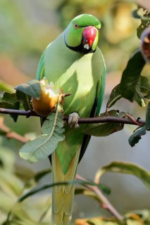 Indian Ringnecked Parakeet or Lesser Alexander's Parakeet (Psittacula krameri manillensis), male