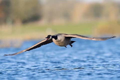 Canada goose (Branta canadensis), flying calling over a lake, North Rhine-Westphalia, Germany