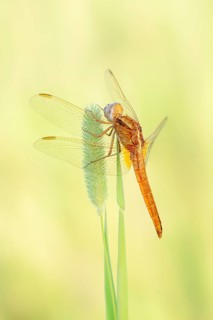 Scarlet Dragonfly (Crocothemis erythraea), freshly hatched male, North Rhine-Westphalia, Germany