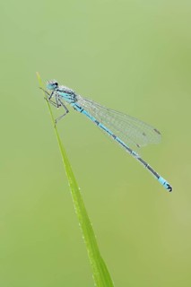 Horseshoe damselfly (Coenagrion puella), male with dewdrops, North Rhine-Westphalia, Germany