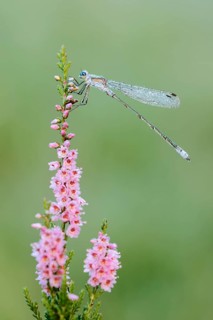Emerald Damselfly (Lestes sponsa), male with dewdrops on flowering heather (Calluna vulgaris),