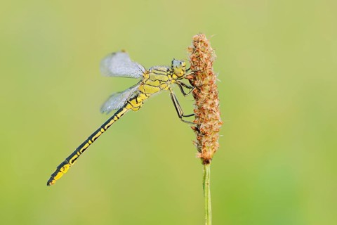 Western Clubtail (Gomphus pulchellus) with dewdrops, North Rhine-Westphalia, Germany