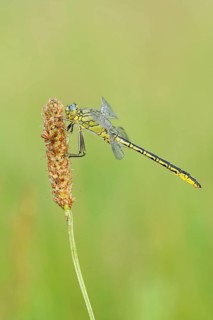 Western Clubtail (Gomphus pulchellus), North Rhine-Westphalia, Germany