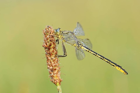 Western Clubtail (Gomphus pulchellus), North Rhine-Westphalia, Germany