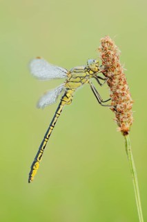 Western Clubtail (Gomphus pulchellus) with dewdrops, North Rhine-Westphalia, Germany