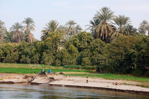 Riverside landscape on the Nile with date palms (Phoenix dactylifera), Nile Valley, Egypt