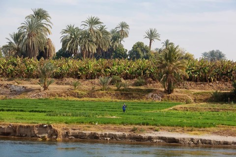 Field and banana plantation on the banks of the Nile, Egypt