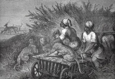 Antelope hunt with a cheetah, South Africa, 1880, authentic, digitally restored reproduction from a