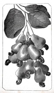 Mahogany apple, probably refers to the edible seeds of a Southeast Asian mahogany tree, authentic,