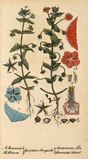 European poisonous plants, field pimpernel, Anagallis arvensis, authentic, digitally restored