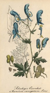 European poisonous plants, garden monkshood, Aconitum variegatum, also known as spotted monkshood,