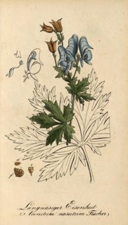 European poisonous plants, Aconitum nasutum, long-nosed monkshood, authentic, digitally restored