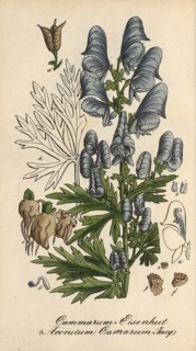 European poisonous plants, garden monkshood, Aconitum x cammarum, authentic, digitally restored