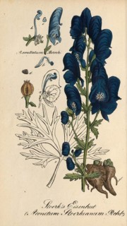 European poisonous plants, Aconitum Stoerkianum, Monkshood variant, authentic, digitally restored