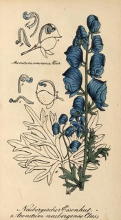 European poisonous plants, Aconitum neubergense, form of the aconite Aconitum napellus, authentic,