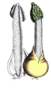European poisonous plants, common stink morel, phallus impudicus, digitally restored reproduction