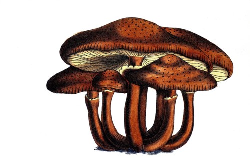 European poisonous plants, Dark Honey Ash or Common Honey Ash, Armillaria ostoyae, Syn. Armillaria