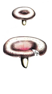 European poisonous plants, birch milking, Lactarius torminosus, Agaricus torminosus, digitally