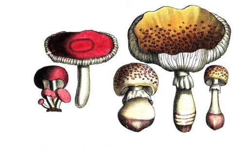 European poisonous plants, pink radish helmet, Agaricus roseus and Agaricus subescens, reddish leaf