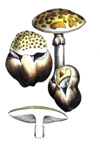 European poisonous plants, cone-hind or pointed leaf mushroom, Amanita virosa, digitally restored
