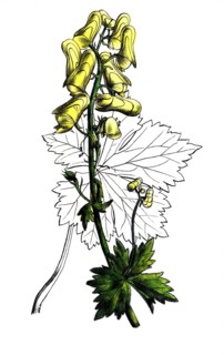 European poisonous plants, wolf aconite, Aconitum lycoctonum, syn. A. vulparia, digitally restored