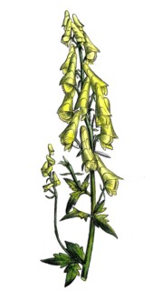 European poisonous plants, Aconitum thelyphonumi, old name (synonym) for Aconitum lycoctonum subsp.