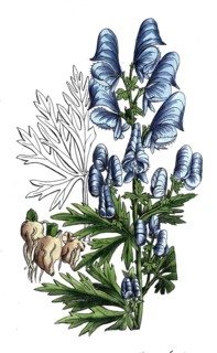 European poisonous plants, garden aconite, Aconitum x cammarum, digitally restored reproduction