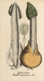 European poisonous plants, common stinkhorn, Phallus impudicus, authentic, digitally restored