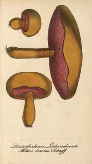 European poisonous plants, Lurid bolete, Suillellus luridus, syn. Boletus luridus, authentic,