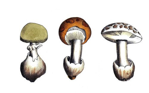 European poisonous plants, conic or pointed leaf mushroom, Amanita virosa, digitally restored