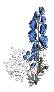 European poisonous plants, Aconitum neubergense, form of blue aconite Aconitum napellus, digitally