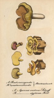 European poisonous plants, poisonous russula, leaf sponge, Agaricus emeticus, authentic, digitally