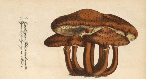 European poisonous plants, Armillaria polymyces or Honey fungus, Armillaria ostoyae, syn.