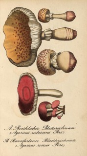 European poisonous plants, pink radish helminth, Agaricus roseus and Agaricus subescens, reddish