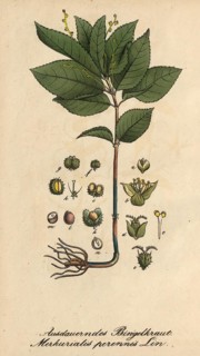 European poisonous plants, forest bindweed, Mercurialis perennis, authentic, digitally restored