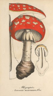 European poisonous plants, fly agaric, Amanita muscaria, authentic, digitally restored reproduction