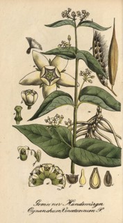 European poisonous plants, white swallowwort, Cynanchum vincetoxicum, authentic, digitally restored