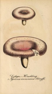 European poisonous plants, birch spleenwort, Lactarius torminosus, Agaricus torminosus, authentic,