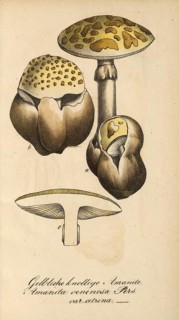 European poisonous plants, cone hat or pointed hat button mushroom, Amanita virosa, authentic,