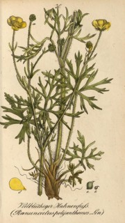 European poisonous plants, many-flowered buttercup, Ranunculus polyanthemos, authentic, digitally
