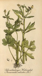 European poisonous plants, poison buttercup, Ranunculus sceleratus, authentic, digitally restored